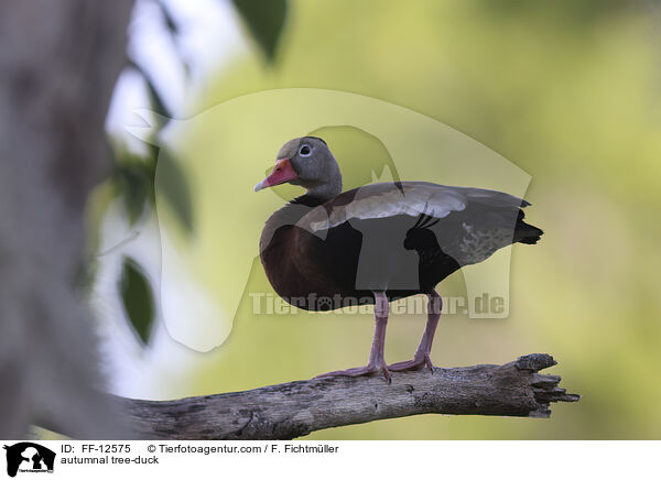 Herbstpfeifgans / autumnal tree-duck / FF-12575