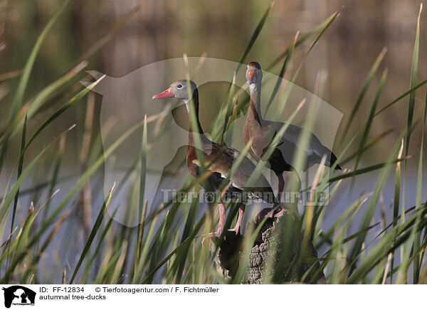 Herbstpfeifgnse / autumnal tree-ducks / FF-12834