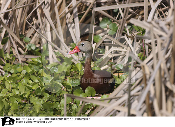black-bellied whistling-duck / FF-13270