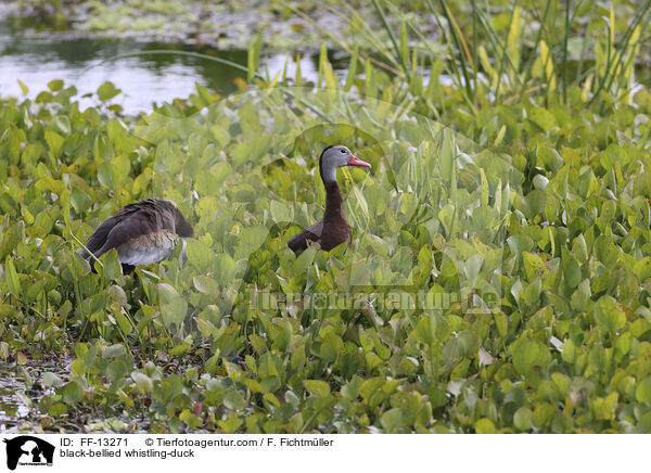 black-bellied whistling-duck / FF-13271