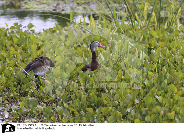 Herbstpfeifgans / black-bellied whistling-duck / FF-13271