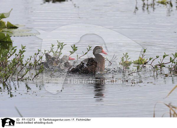 black-bellied whistling-duck / FF-13273