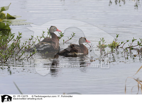 Herbstpfeifgans / black-bellied whistling-duck / FF-13275