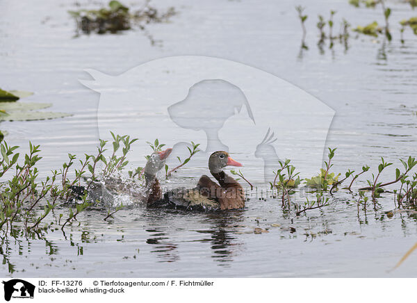 black-bellied whistling-duck / FF-13276