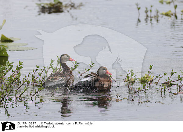 black-bellied whistling-duck / FF-13277