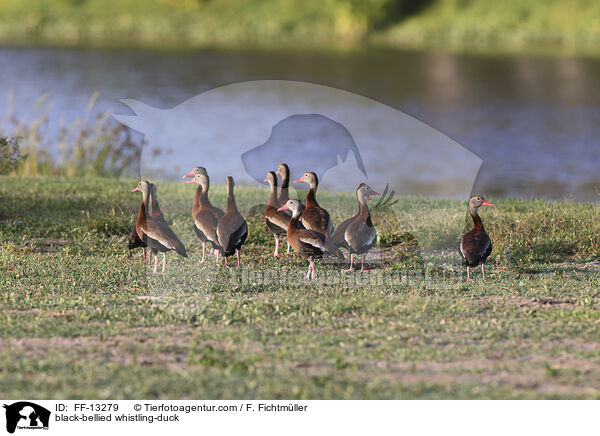 Herbstpfeifgans / black-bellied whistling-duck / FF-13279