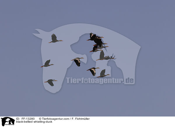 Herbstpfeifgans / black-bellied whistling-duck / FF-13280