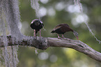 autumnal tree-duck