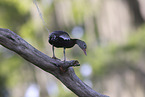 autumnal tree-duck