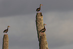 autumnal tree-ducks