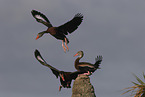 autumnal tree-ducks