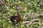 black-bellied whistling-duck