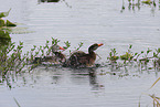 black-bellied whistling-duck