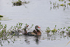 black-bellied whistling-duck