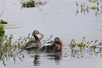 black-bellied whistling-duck