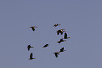 black-bellied whistling-duck
