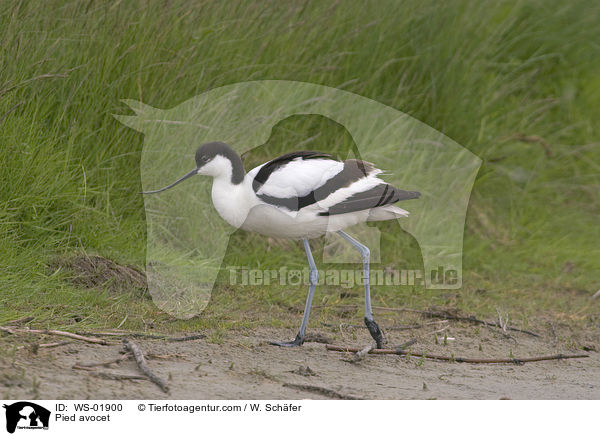 Sbelschnbler / Pied avocet / WS-01900