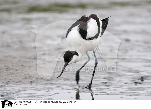 Sbelschnbler / Pied avocet / WS-01902