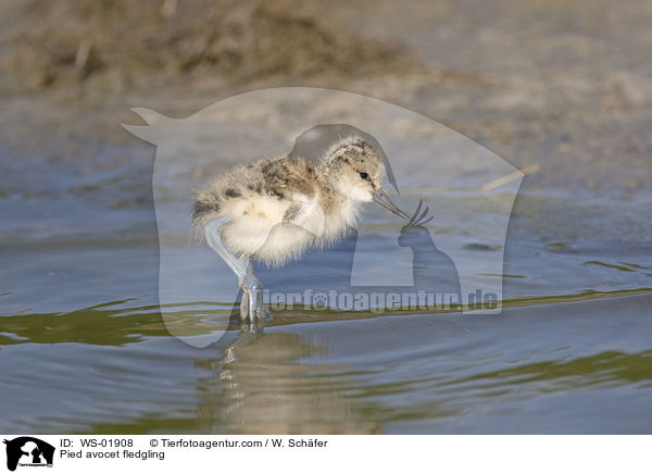 Pied avocet fledgling / WS-01908