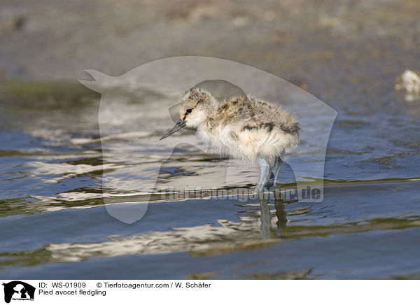 Sbelschnbler Kken / Pied avocet fledgling / WS-01909