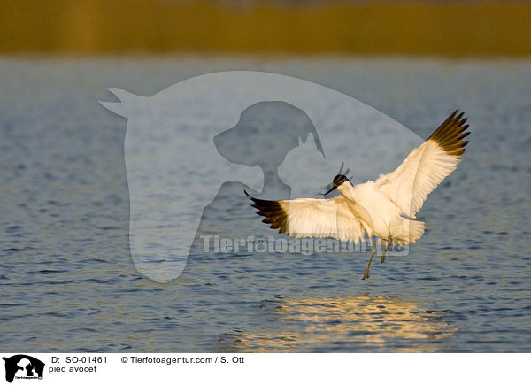 Sbelschnbler / pied avocet / SO-01461