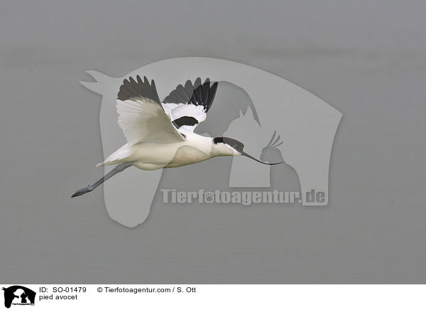 Sbelschnbler / pied avocet / SO-01479