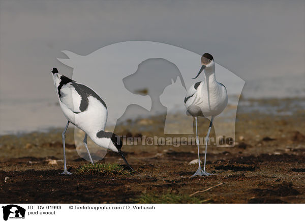 Sbelschnbler / pied avocet / DV-01993