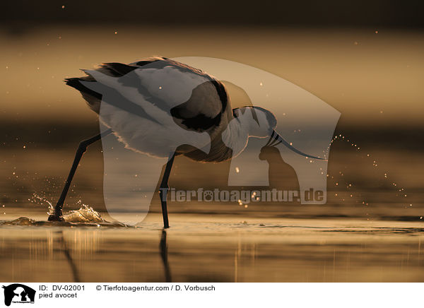 Sbelschnbler / pied avocet / DV-02001