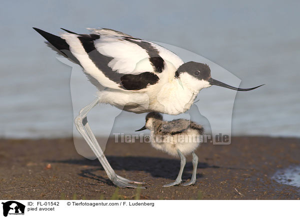 pied avocet / FL-01542