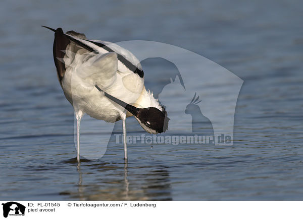 pied avocet / FL-01545