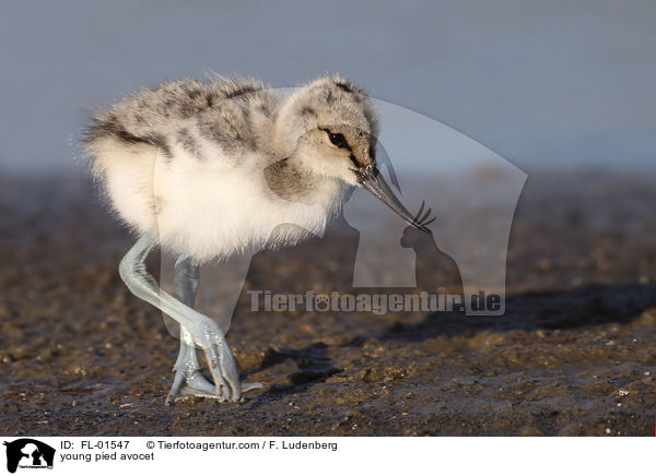 junger Sbelschnbler / young pied avocet / FL-01547