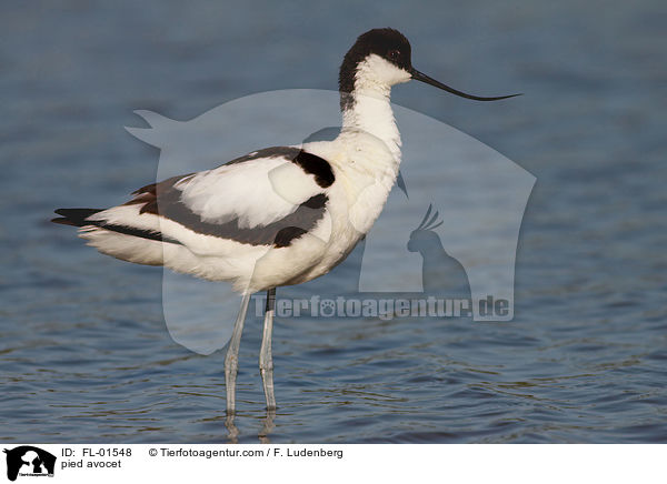 pied avocet / FL-01548