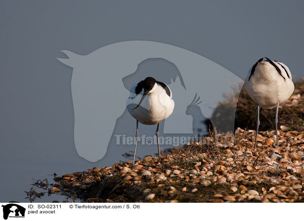 pied avocet / SO-02311