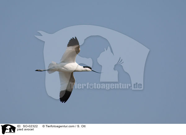 pied avocet / SO-02322