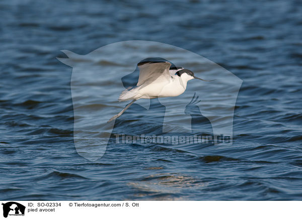 pied avocet / SO-02334