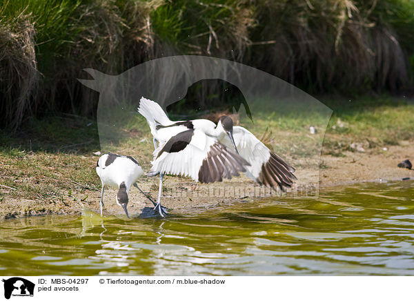 Sbelschnbler / pied avocets / MBS-04297