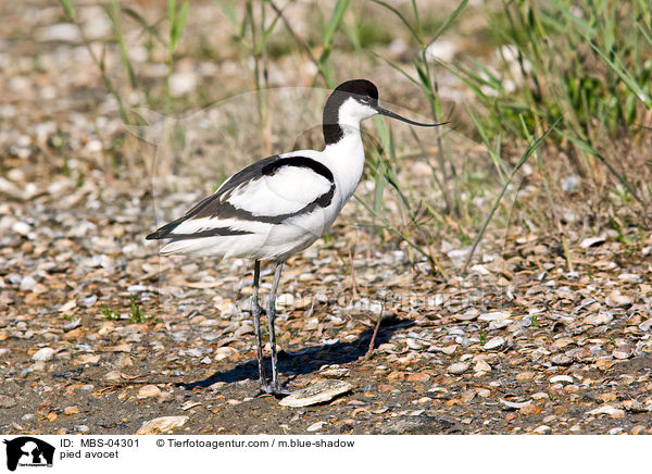 pied avocet / MBS-04301