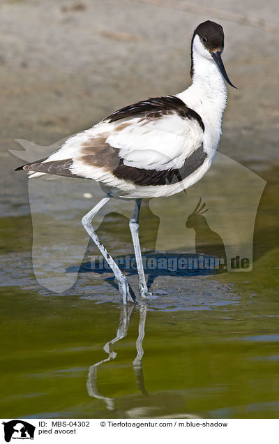 Sbelschnbler / pied avocet / MBS-04302