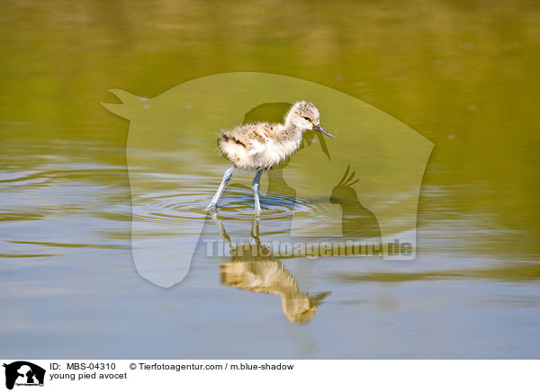 junger Sbelschnbler / young pied avocet / MBS-04310