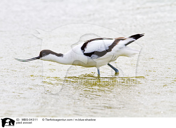 Sbelschnbler / pied avocet / MBS-04311