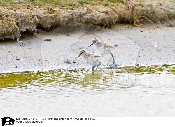 young pied avocets / MBS-04313
