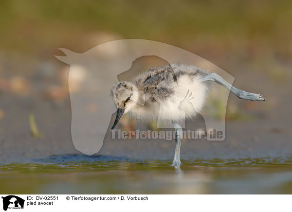 pied avocet / DV-02551