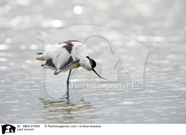pied avocet / MBS-07690