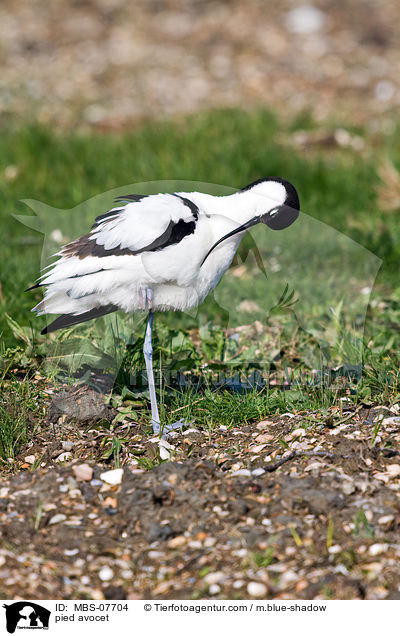 pied avocet / MBS-07704