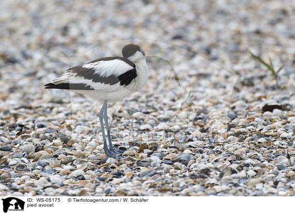 Sbelschnbler / pied avocet / WS-05175