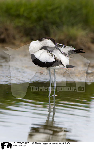 Sbelschnbler / pied avocet / WS-05187