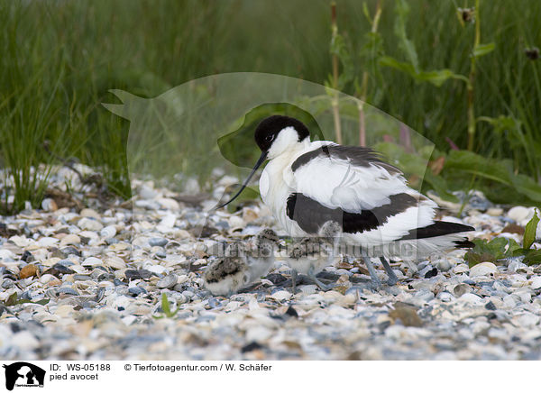 pied avocet / WS-05188