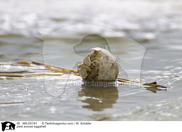 Sbelschnbler Eierschale / pied avocet eggshell / WS-05191