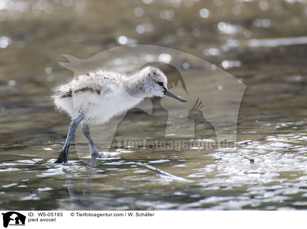 Sbelschnbler / pied avocet / WS-05193