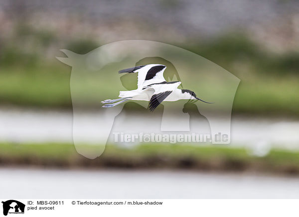 pied avocet / MBS-09611